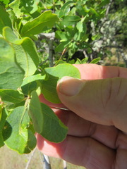 Andricus pedicellatus