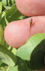 Andricus pedicellatus