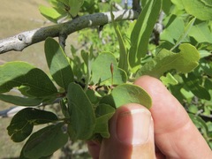 Andricus pedicellatus