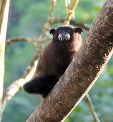 Saguinus fuscus