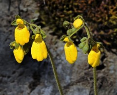 Calceolaria crenatiflora