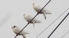 Columba livia domestica