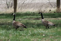 Branta canadensis moffitti
