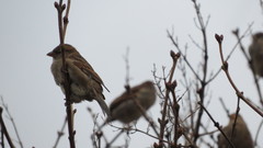 Passer domesticus