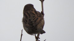 Passer domesticus