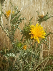 Scolymus grandiflorus