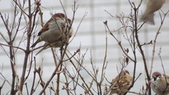 Passer montanus