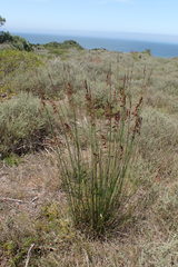 Thamnochortus muirii