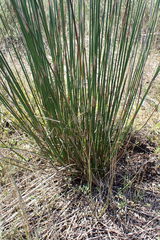 Thamnochortus muirii
