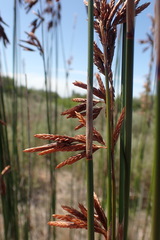 Thamnochortus muirii