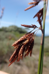 Thamnochortus muirii