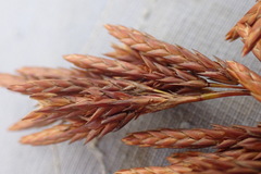 Thamnochortus muirii