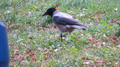 Corvus cornix