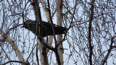 Corvus monedula