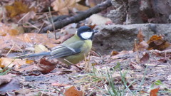 Parus major