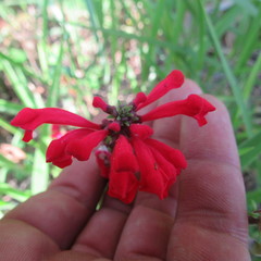 Scutellaria incarnata