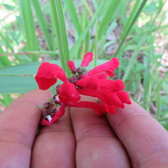 Scutellaria incarnata