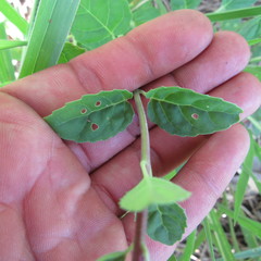 Scutellaria incarnata