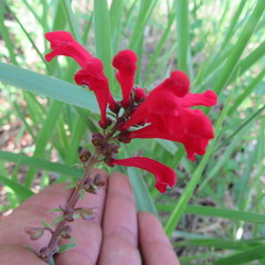 Scutellaria incarnata