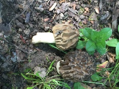 Morchella populiphila