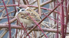 Passer montanus