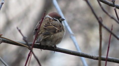 Passer montanus