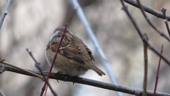 Passer montanus