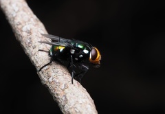 Amenia albomaculata