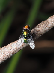 Amenia albomaculata