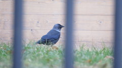Corvus monedula