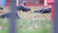 Corvus monedula