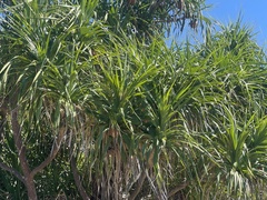 Pandanus odorifer