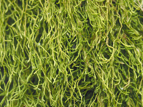 Schwetschkeopsis