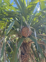 Pandanus odorifer