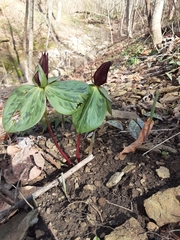 Trillium sessile