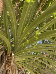 Pandanus odorifer