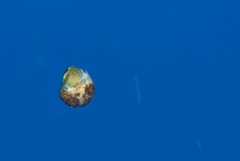Tonnoidea