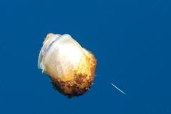 Tonnoidea