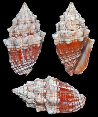 Orphanopusia patriarchalis