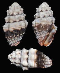 Orphanopusia patriarchalis