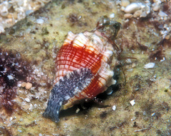 Orphanopusia patriarchalis