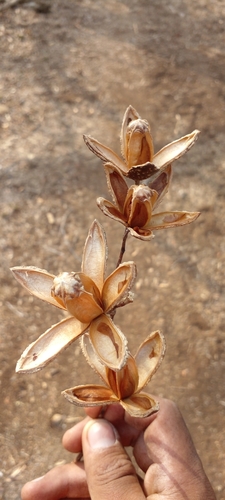 Cedrela odorata - Whole tree