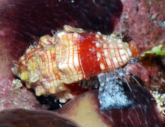 Orphanopusia patriarchalis