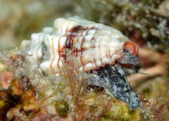Orphanopusia patriarchalis