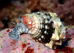 Orphanopusia patriarchalis