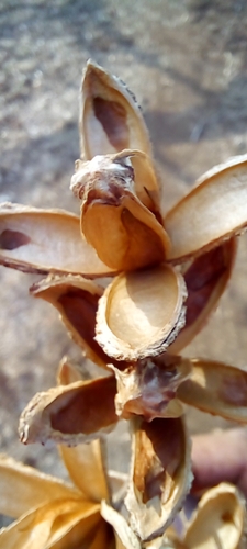 Cedrela odorata - Leaves