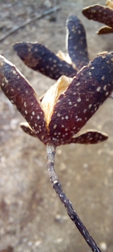 Cedrela odorata - Whole tree