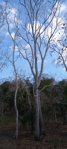 Cedrela odorata - Leaves