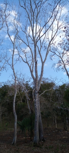 Cedrela odorata - Whole tree