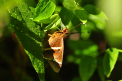 Alera vulpina